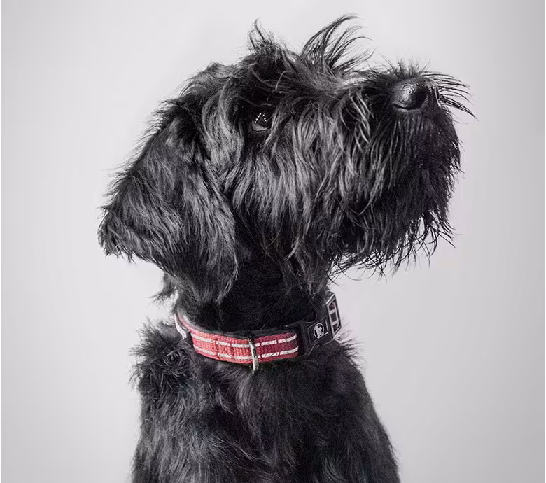 Ringer, unser Agenturhund